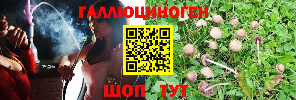 Галлюциногенные грибы Psilocybe Алейск